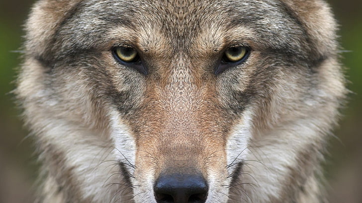 갈색과 검은 색 개, 늑대, 동물, 자연, 근접 촬영, 얼굴, 대칭, HD 배경 화면