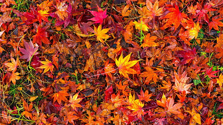 feuilles rouges, feuilles d'automne, automne, feuillage, rouge, feuilles, feuille, Fond d'écran HD