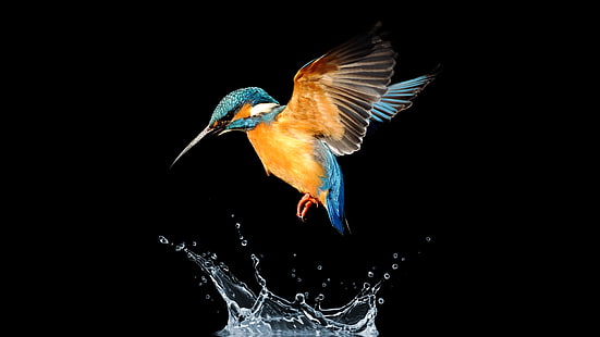bird, beak, fly, kingfisher, wing, splash, wildlife, water bird, drops, HD wallpaper HD wallpaper