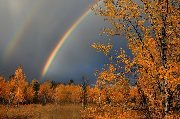 Regenblätter Herbst, Regen, Blätter, Herbst, Natur, s, Beste s, Download, HD-Hintergrundbild