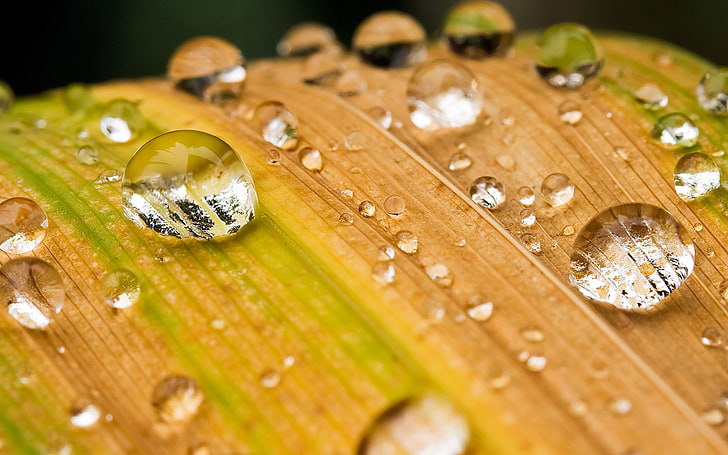 water droplet, nature, leaves, water, macro, water drops, depth of field, HD wallpaper