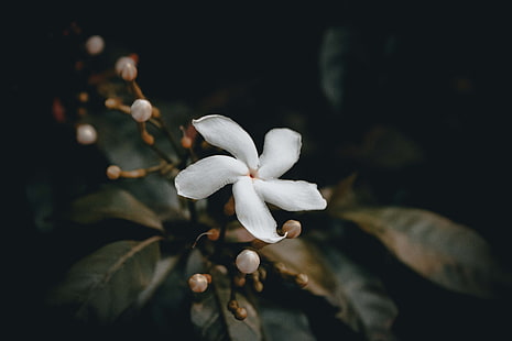белый вертушка цветок жасмина, цветок, бутон, белый, HD обои HD wallpaper