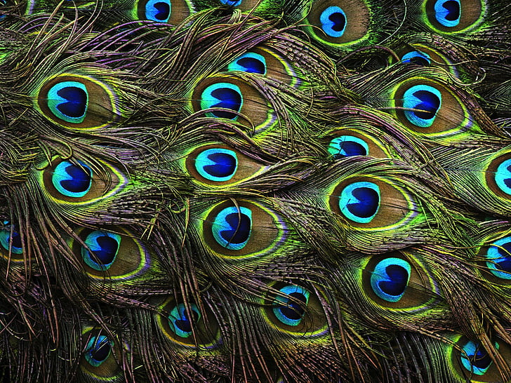 Peacock, feather, 4k, HD wallpaper | Wallpaperbetter