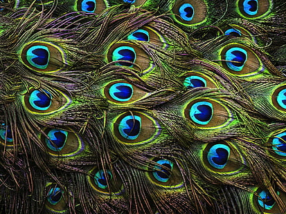 Photography, Feather, Animal, Colors, Green, Peacock, HD wallpaper HD wallpaper