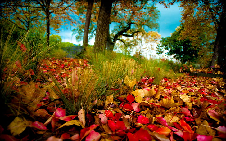 غابة الخريف ، أوراق الخريف على العشب ، أوراق القيقب ، الخريف ، الغابات ، الأوراق ، العشب، خلفية HD