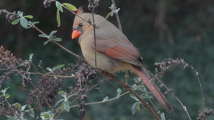 Kardinal auf einem eisigen Ast, Vogel, Kardinal, Ast, Baum, Winter, Tiere, HD-Hintergrundbild