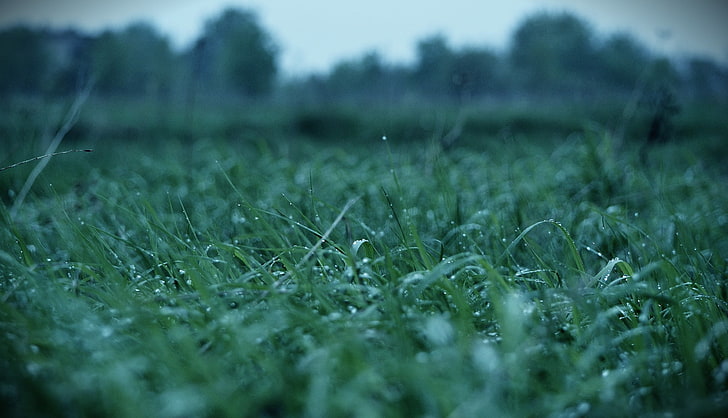 grünes Gras, Gras, Wassertropfen, Makro, verschwommen, HD-Hintergrundbild