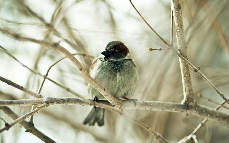 white and black bird, sparrow, bird, branch, sit, HD wallpaper