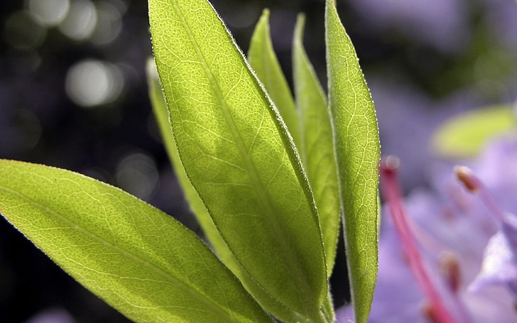 grünes Blatt, Blatt, Grün, Pflanze, HD-Hintergrundbild