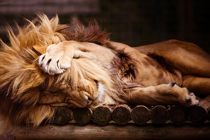 adult lion, sleep, Leo, paws, mane, zoo, lion, HD wallpaper