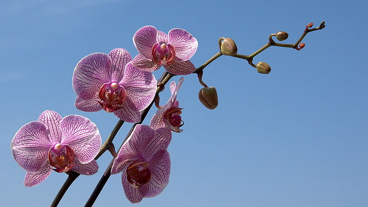 pink orchid, orchid, striped, sky, branch, HD wallpaper
