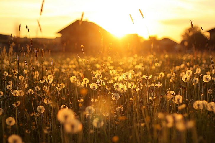 ดอกไม้สีขาวแสงทิวทัศน์พระอาทิตย์ตกบ้านดอกแดนดิไลออน, วอลล์เปเปอร์ HD