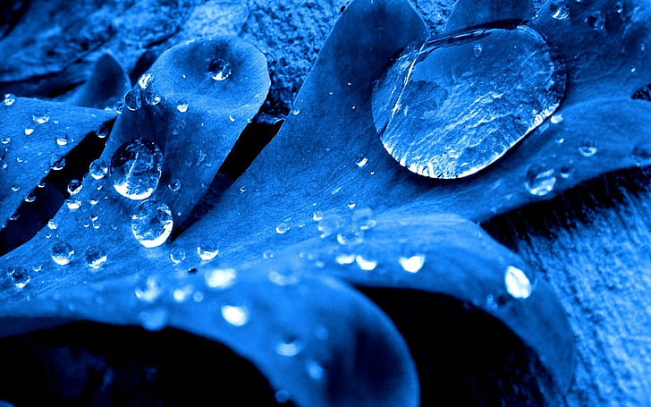 Синий лист, капли воды, Синий, Лист, Вода, Капли, HD обои