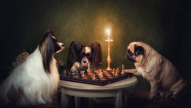 dogs, chess, candle holder, Pug, Papillon, Natalia Ponikarova, английский клуб, HD wallpaper