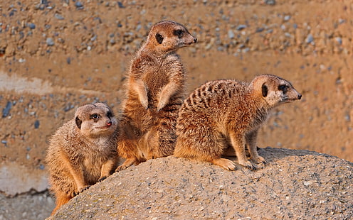 Meerkats family, Meerkats, Family, HD wallpaper HD wallpaper