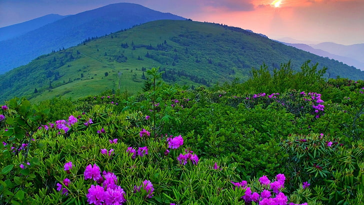 зеленые травы и розовые цветы, пейзаж, цветы, горы, фиолетовые цветы, HD обои