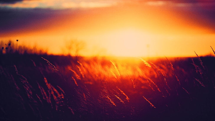 campo di risaia durante l'ora d'oro, silhouette di piante durante l'ora d'oro, natura, paesaggio, luce solare, erba, tramonto, ora d'oro, Sfondo HD