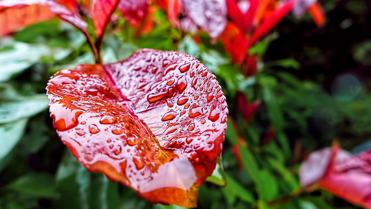 Regentropfen, rotes Blatt, Blatt, Nahaufnahme, Tropfen, Pflanze, Makrofotografie, Wassertropfen, HD-Hintergrundbild