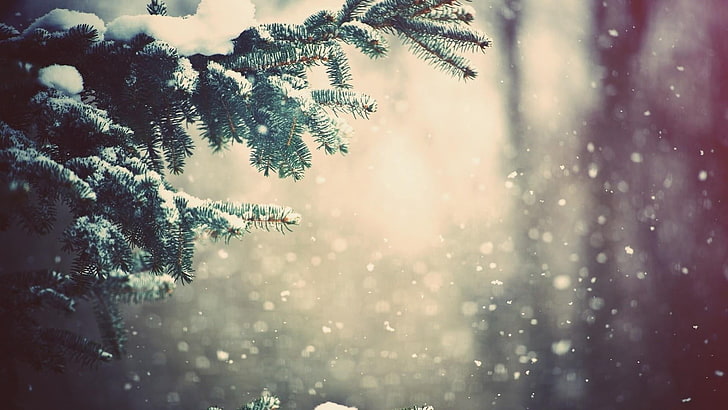 alam, pohon, langit, salju turun, cahaya, cabang, salju, salju, musim dingin, pohon pinus, cemara, pembekuan, bersalju, hijau sepanjang tahun, pohon natal, hari natal, Wallpaper HD