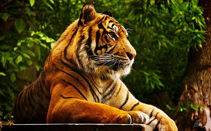 Tigre tranquille, tigre, Fond d'écran HD