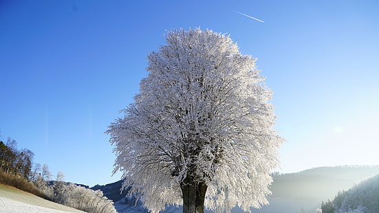 solljus, 8k uhd, 8k, ensamt träd, is, berg, landskap, moln, ensamt träd, vinter, gren, rimfrost, träig växt, frysning, frost, himmel, träd, snö, HD tapet HD wallpaper