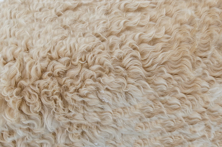 texture, wool, skin, HD wallpaper