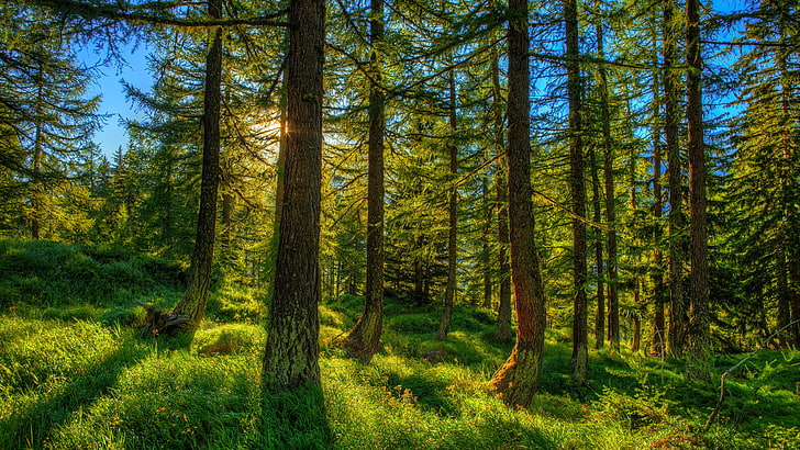 смърчова елова гора, слънчева светлина, гора, слънце, растителност, гориста местност, слънчев ден, дърво, HD тапет