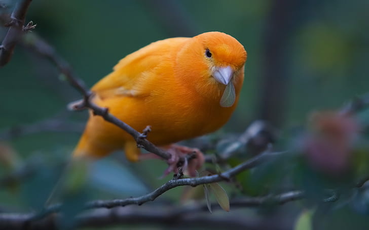 Птица канарейка Canary Animals Birds HD Art, Птица, природа, лес, канарейка, HD обои
