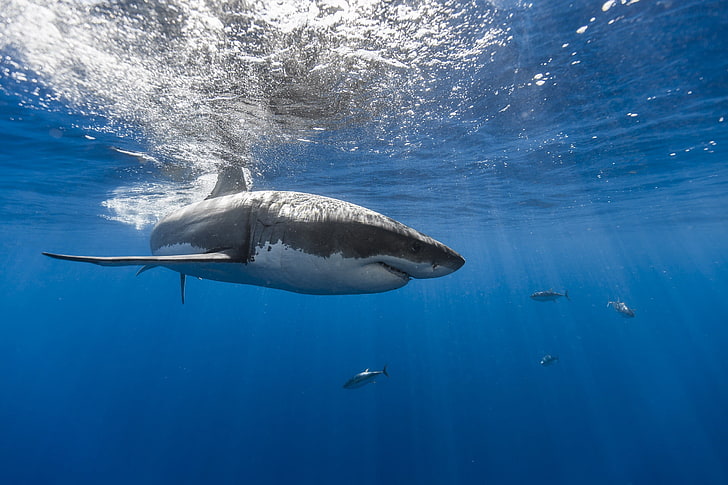 кит убиец върху водното тяло, под вода, риба, акула, животни, HD тапет