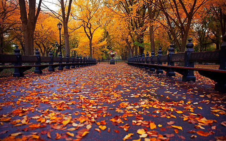 ニューヨーク、秋の公園、散歩道、ベンチ、黄色の葉、木、ニューヨーク、秋、公園、散歩、道路、ベンチ、黄色、葉、木、 HDデスクトップの壁紙