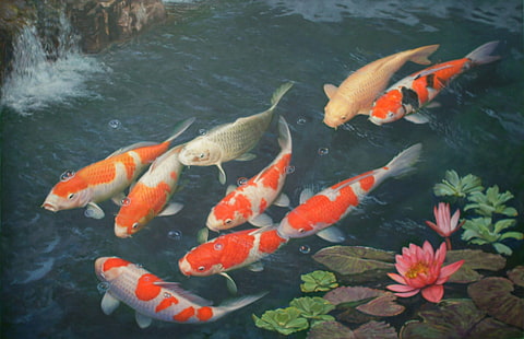 Fishes, Koi, HD wallpaper HD wallpaper