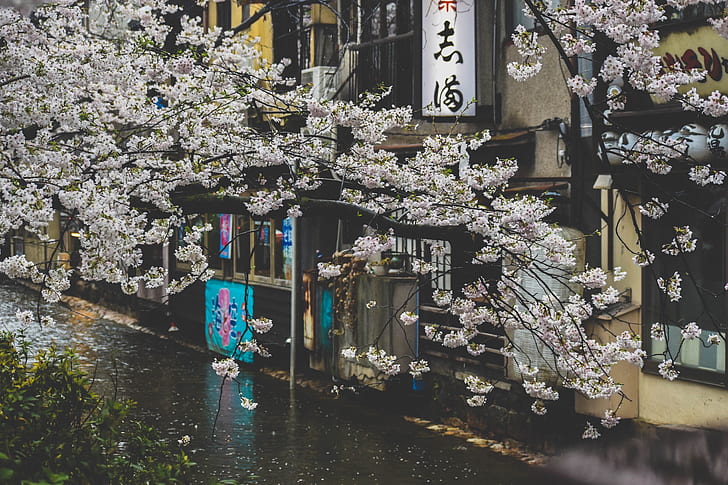 Japon, rue, plantes, pluie, urbain, fleur de cerisier, Fond d'écran HD