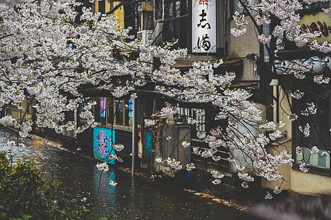 Japan, street, plants, rain, urban, cherry blossom, HD wallpaper HD wallpaper