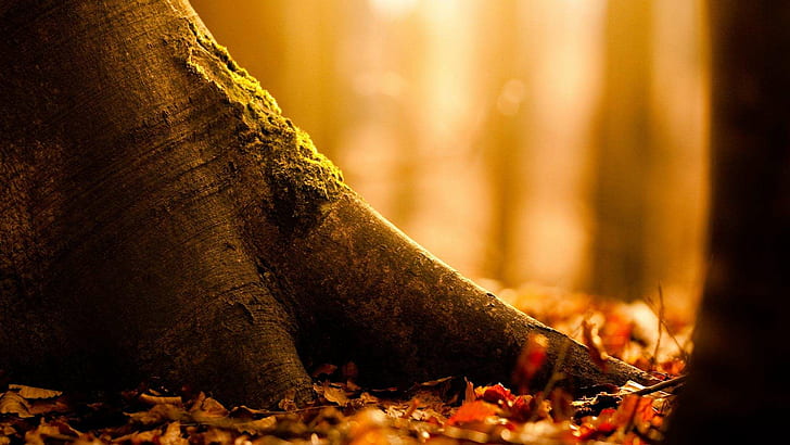 Roots of Fall HD, autunno, radici, Sfondo HD