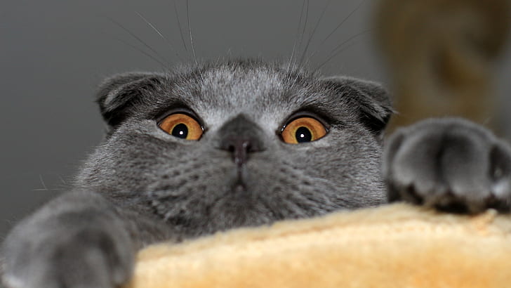 Kucing Lipat Skotlandia yang menyenangkan, kucing hitam, kucing lipat Skotlandia, lucu, mata merah, Wallpaper HD