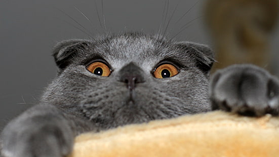 Playful Scottish Fold Cat, black cat, scottish fold cat, cute, red eyes, HD wallpaper HD wallpaper