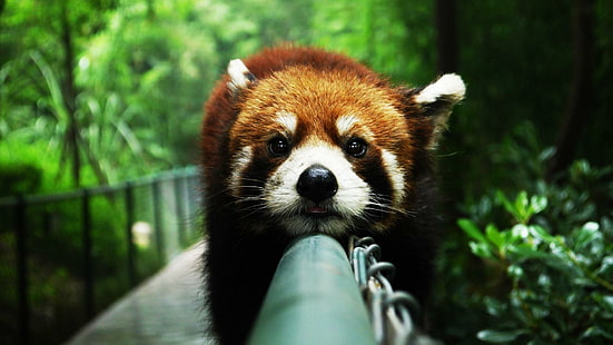 roter Panda, Fauna, wild lebende Tiere, wildes Tier, niedlich, lustig, Panda, HD-Hintergrundbild HD wallpaper