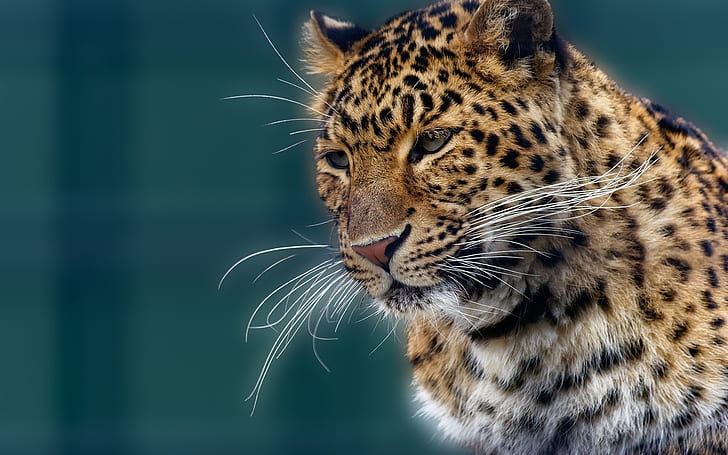 Ritratto animale, giaguaro, baffi, leopardo marrone e nero, animale, ritratto, giaguaro, baffi, Sfondo HD