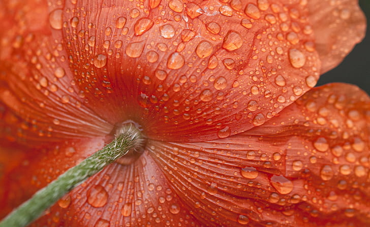 shallow focus on a red wet flower, wet, shallow focus, red, flower, rain, droplets, water  poppy, orange, nature, plant, close-up, macro, petal, single Flower, flower Head, HD wallpaper