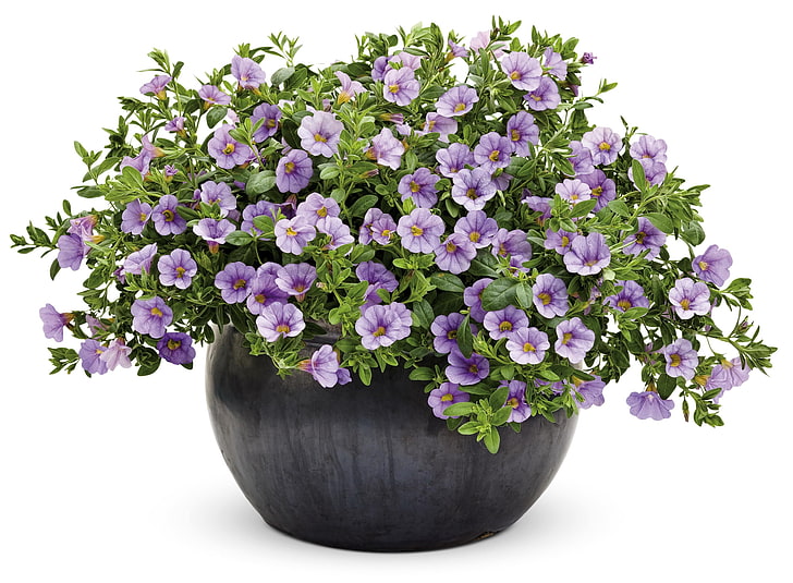 purple million bell flowers, petunia, planters, green, white background, HD wallpaper