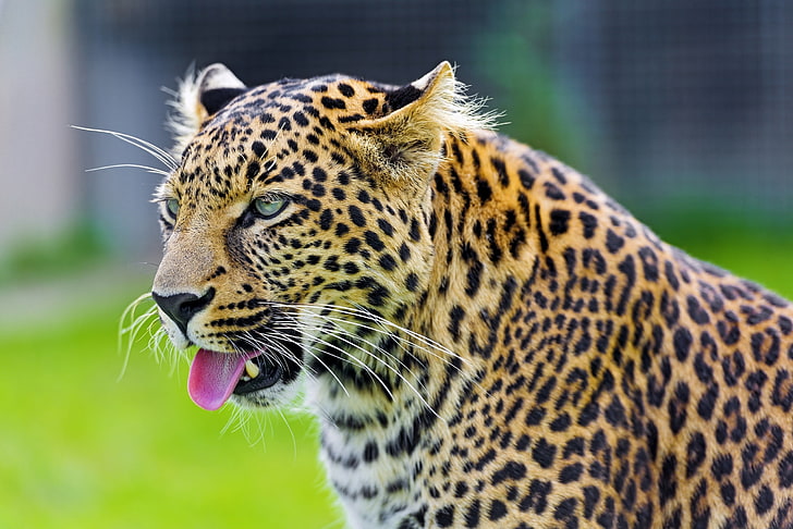black and brown leopard, cheetah, tongue, eyes, predator, HD wallpaper