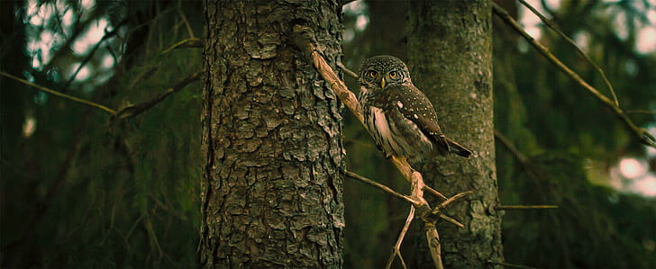 ธรรมชาติสาขาสัตว์ต้นไม้นกฮูกนกป่าป่า, วอลล์เปเปอร์ HD