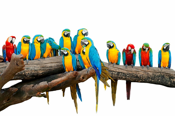 Птици, ара, птица, синьо-жълта ара, папагал, дива природа, HD тапет