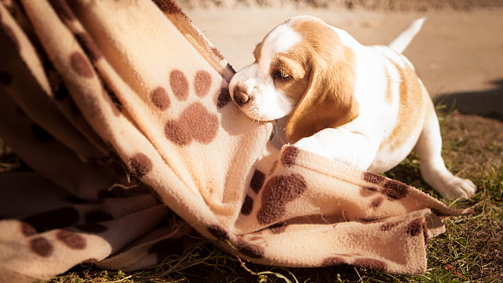 grass, the game, dog, baby, puppy, blanket, plaid, Beagle, paw prints, HD wallpaper