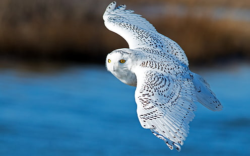 Snowy owl, flying, wings, Snowy, Owl, Flying, Wings, HD wallpaper HD wallpaper