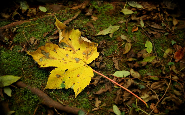 withered maple leaf, leaf, moss, autumn, maple, yellow, impregnations, HD wallpaper