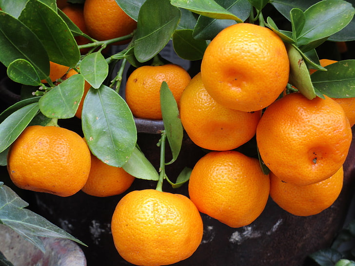 reife Orangen, Mandarinen, Obst, Zweig, saftig, HD-Hintergrundbild