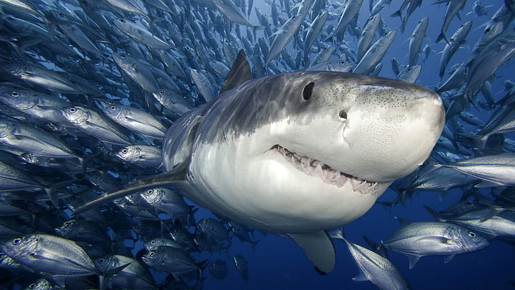 sharks, swim, sea, face, fishes, fangs, underwater, water, ocean, predator, Animals, teeth, tropical, life, HD wallpaper