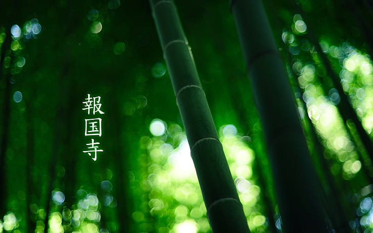 대나무 그린 HD, 녹색 대나무, 자연, 녹색, 대나무, HD 배경 화면