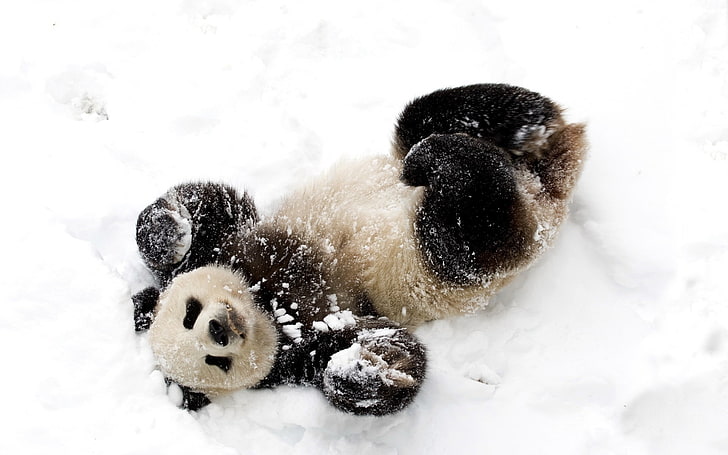 Panda, nieve, juguetón, manchado, oso de bambú, Fondo de pantalla HD